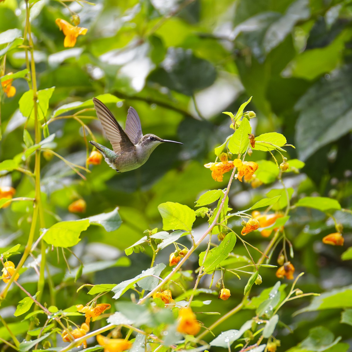 Ruby-throated Hummingbird - ML623863630