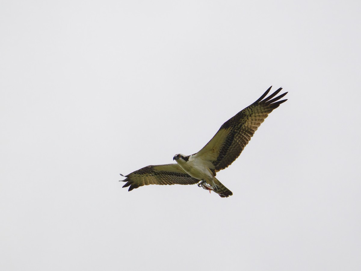 Osprey - ML623863634