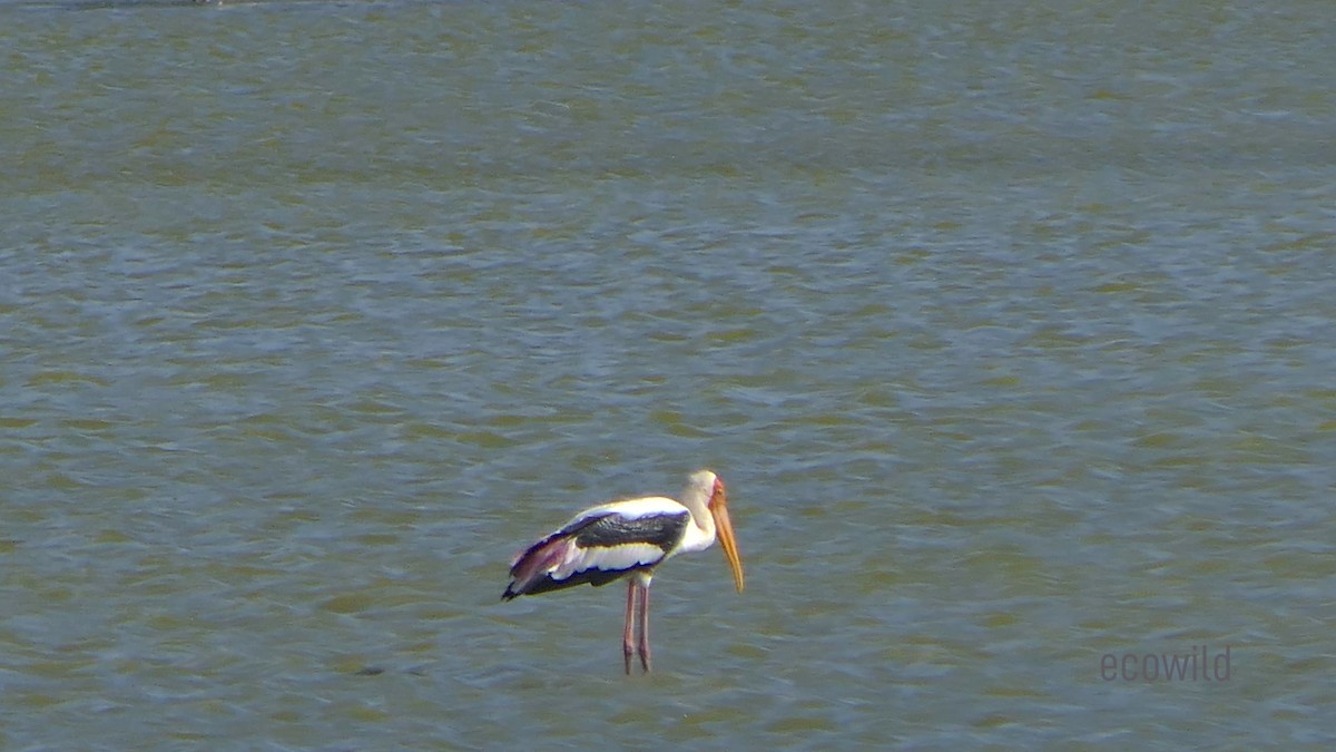 Painted Stork - ML623863662