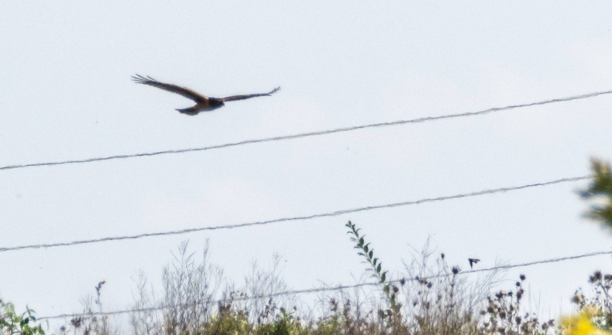 Northern Harrier - ML623863687