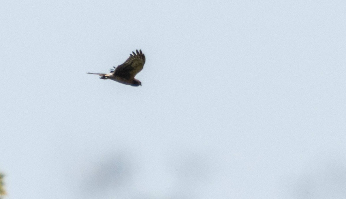 Northern Harrier - ML623863688