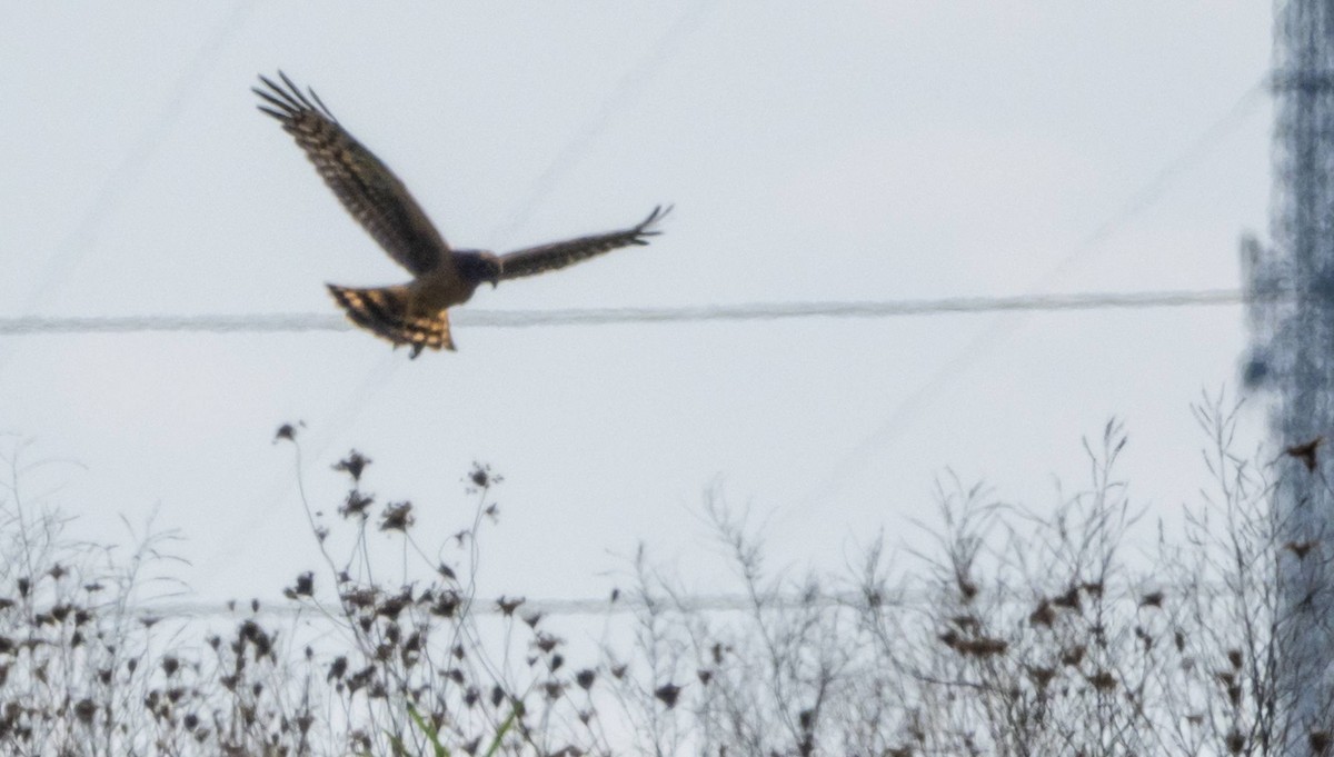 Northern Harrier - ML623863689