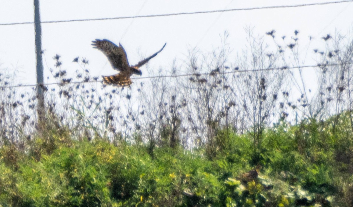 Northern Harrier - ML623863691