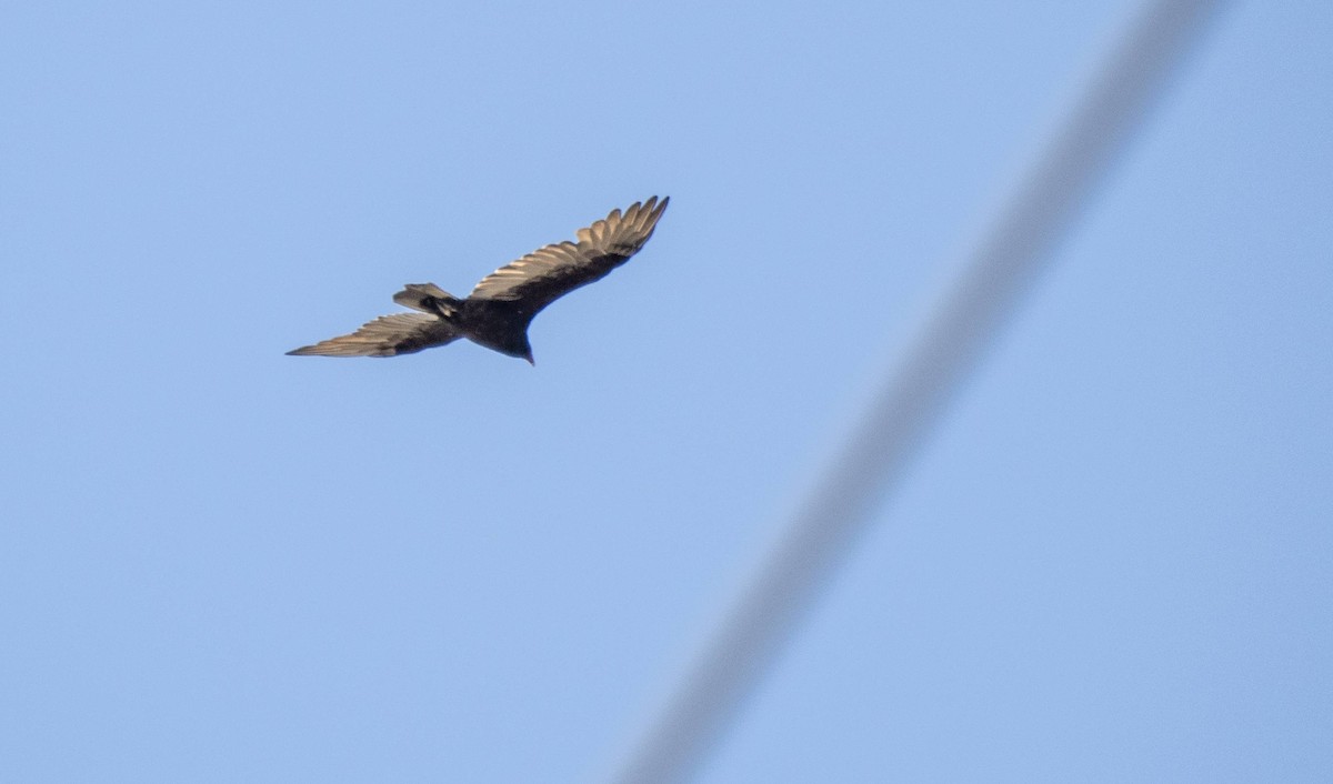 Turkey Vulture - ML623863694