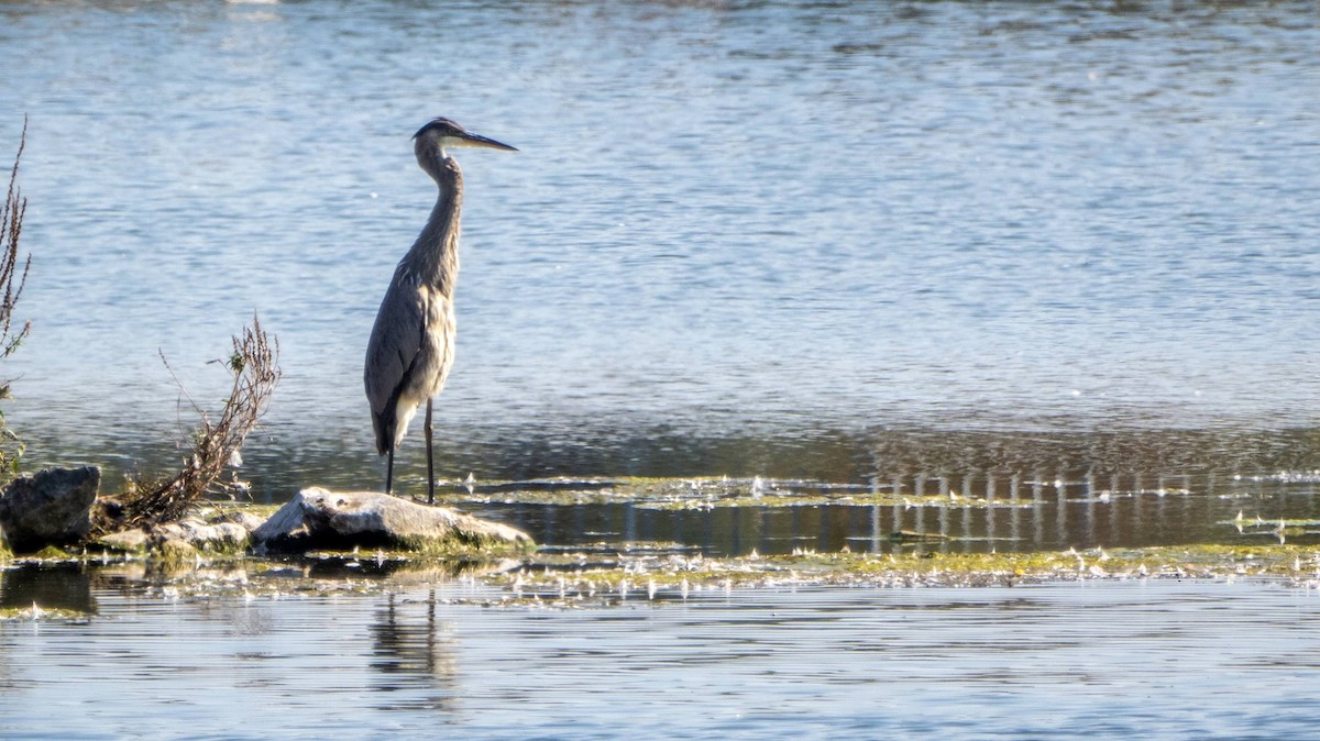 Great Blue Heron - ML623863696