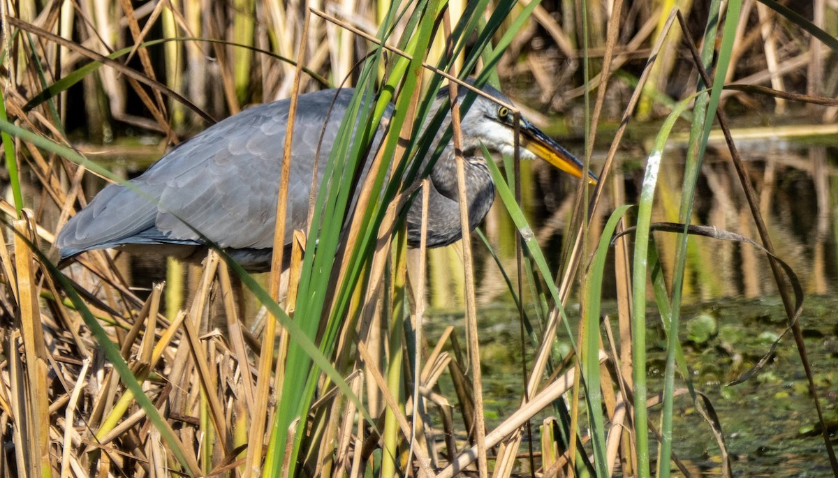 Great Blue Heron - ML623863697