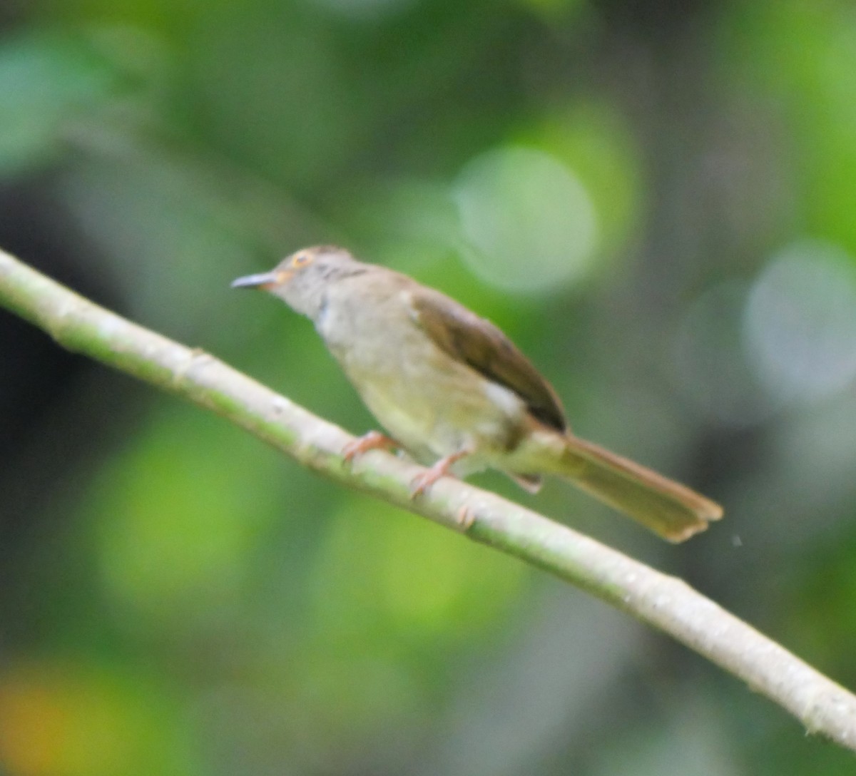 Spectacled Bulbul - ML623863698