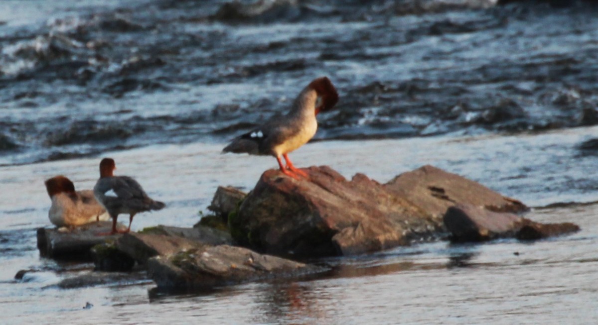 Common Merganser - ML623863702