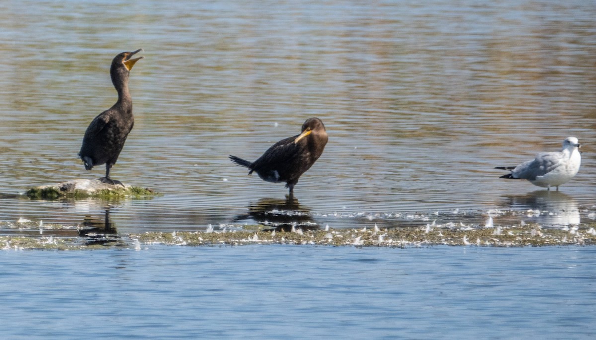 Double-crested Cormorant - ML623863717