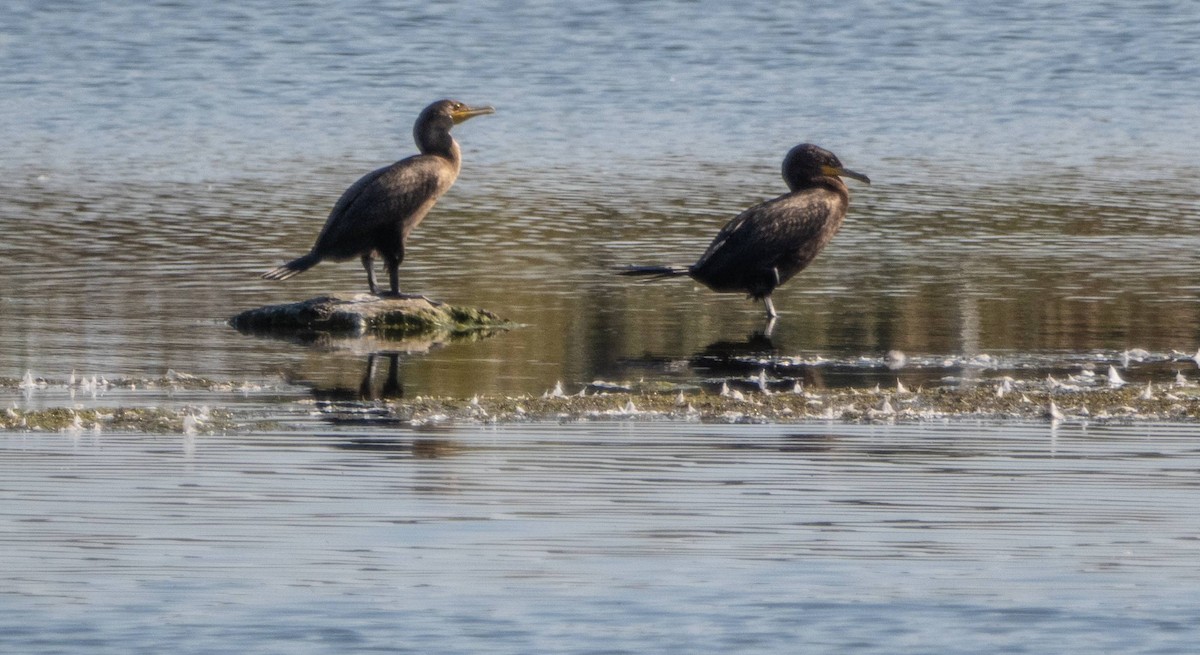 Double-crested Cormorant - ML623863718