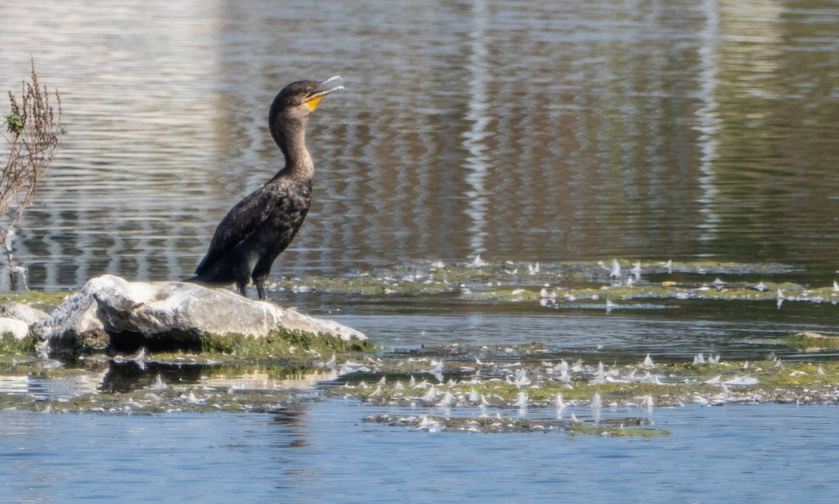 Kulaklı Karabatak - ML623863719