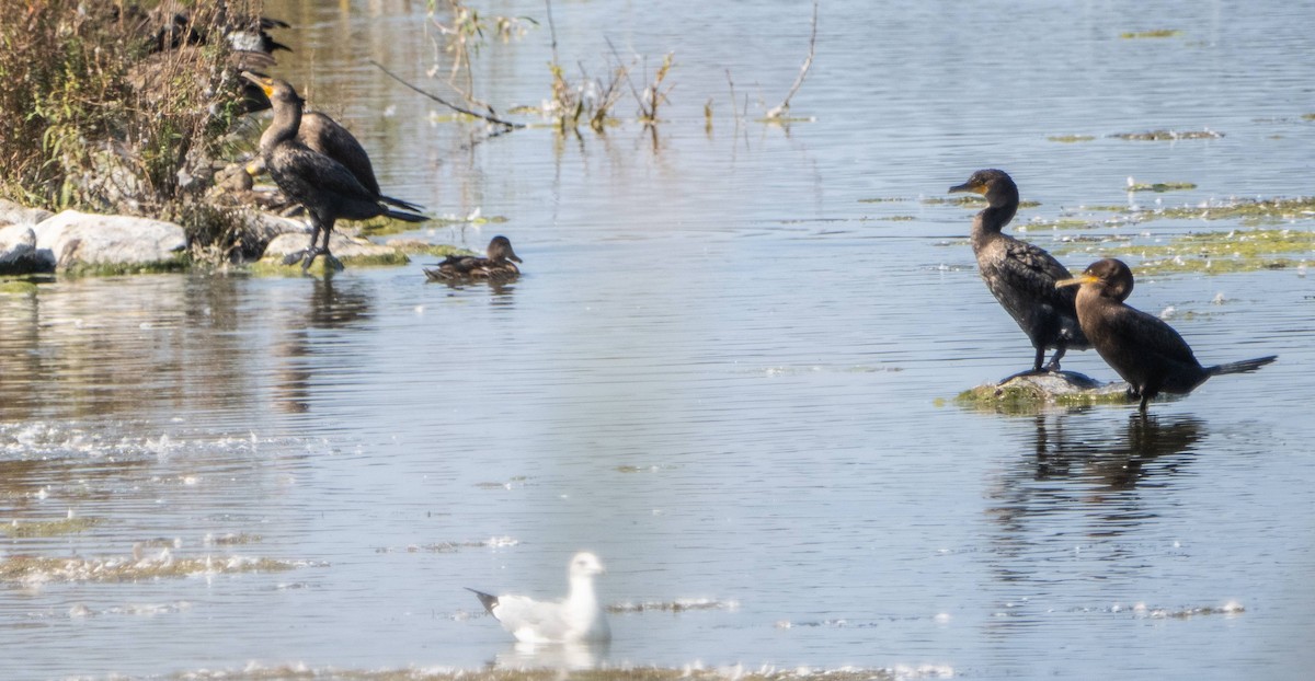 Double-crested Cormorant - ML623863720