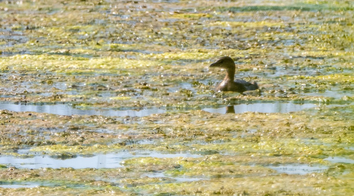 Pied-billed Grebe - ML623863728