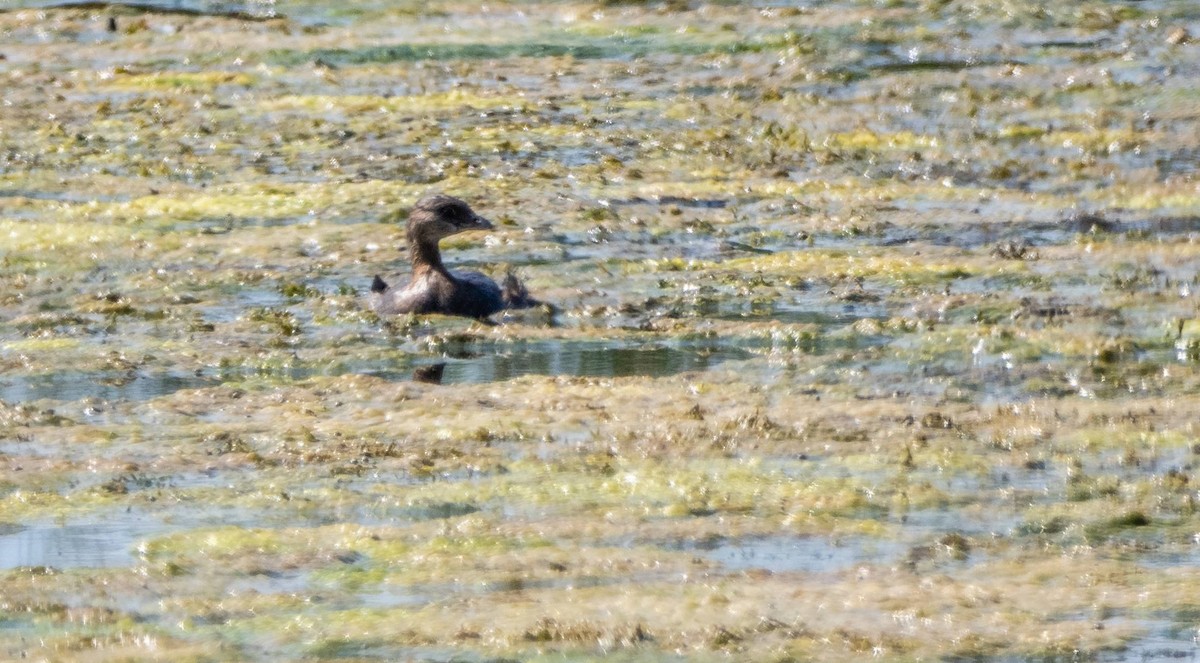 Pied-billed Grebe - ML623863729