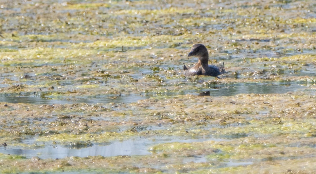 Pied-billed Grebe - ML623863730