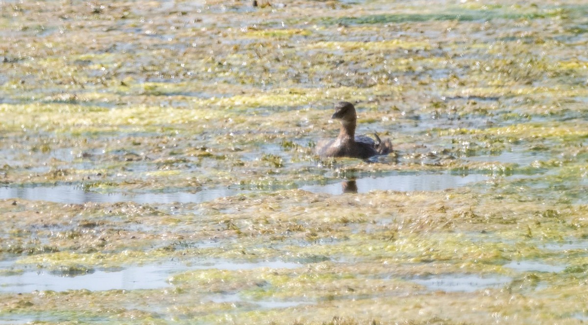 Pied-billed Grebe - ML623863731