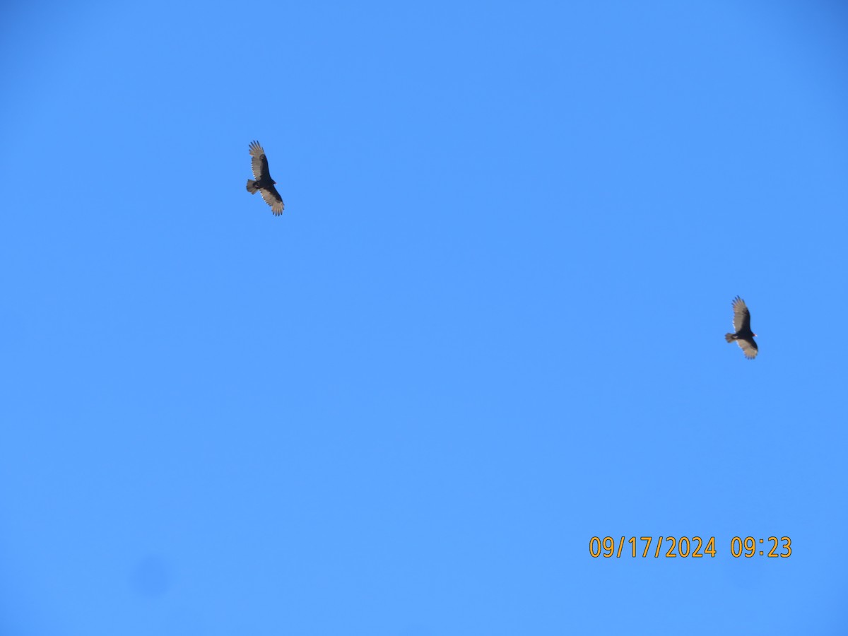 Turkey Vulture - ML623863827