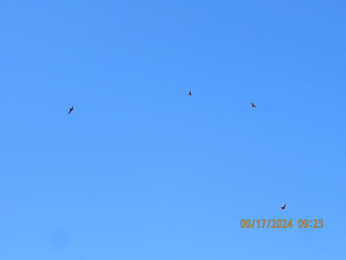 Turkey Vulture - ML623863837