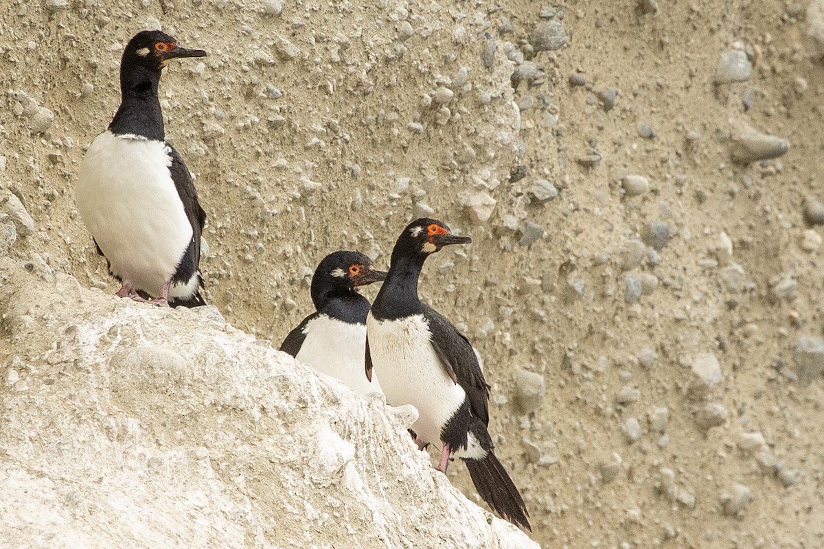 Магелланов баклан - ML623863838