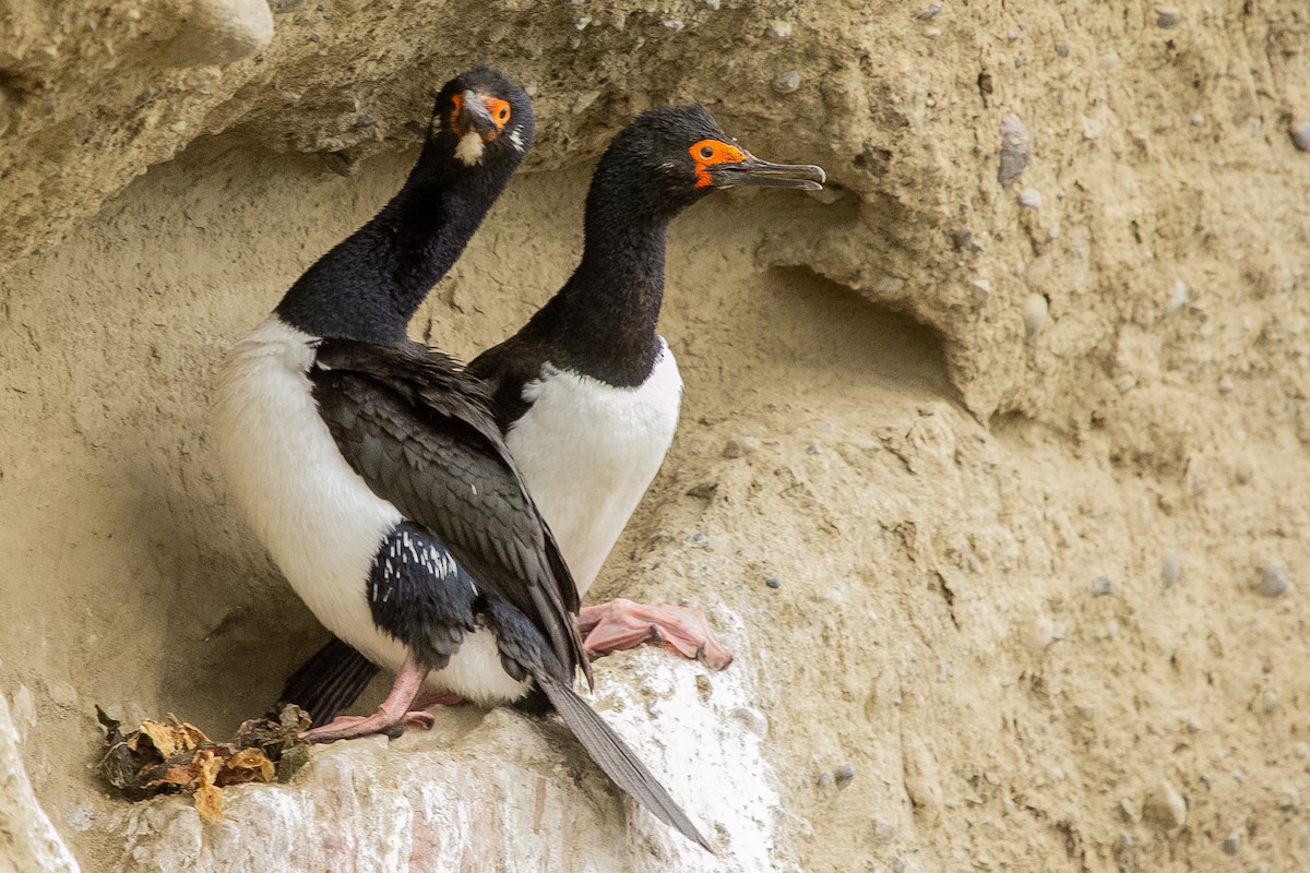 Магелланов баклан - ML623863839