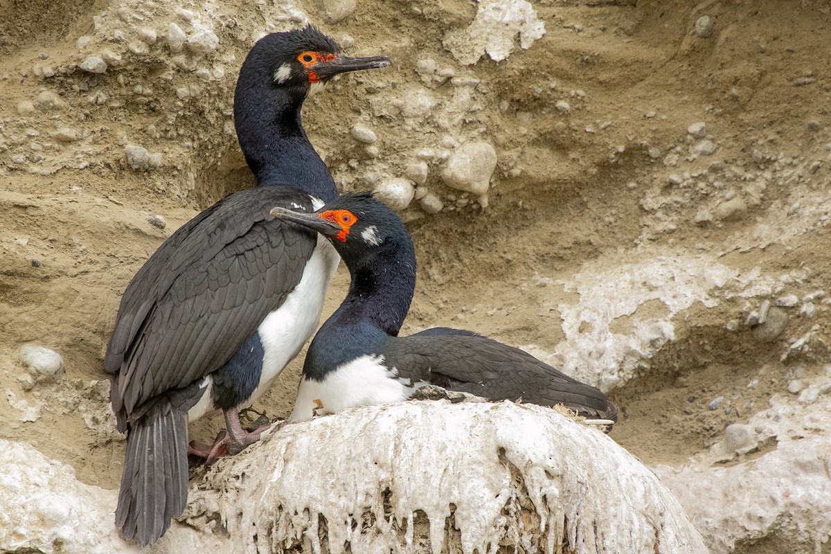 Магелланов баклан - ML623863844