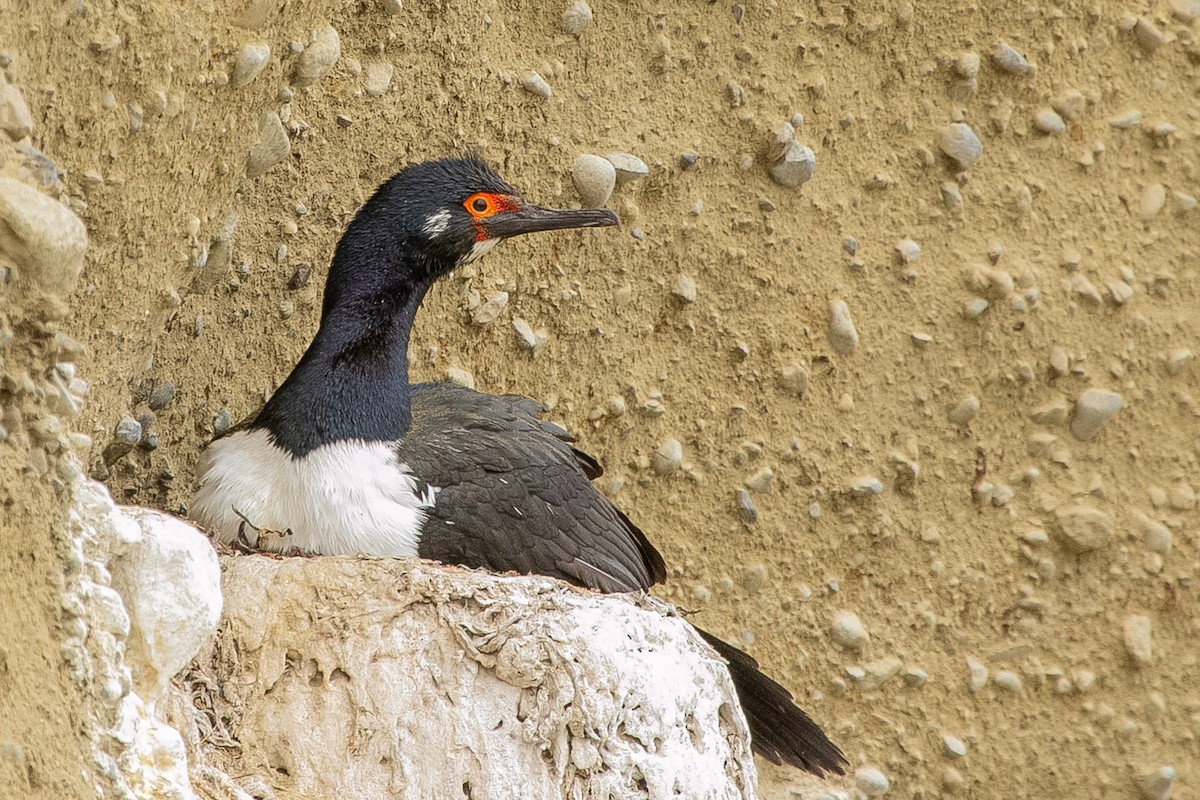 Магелланов баклан - ML623863845