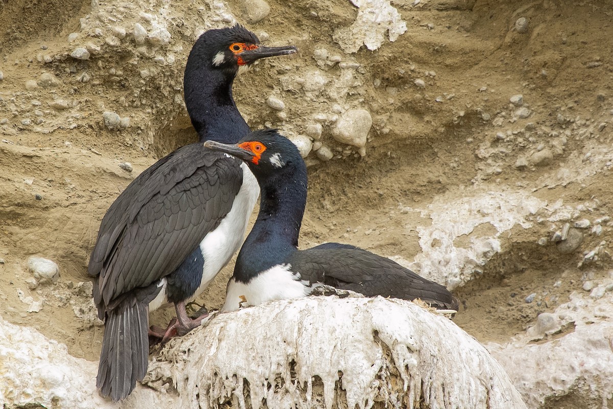 Магелланов баклан - ML623863846