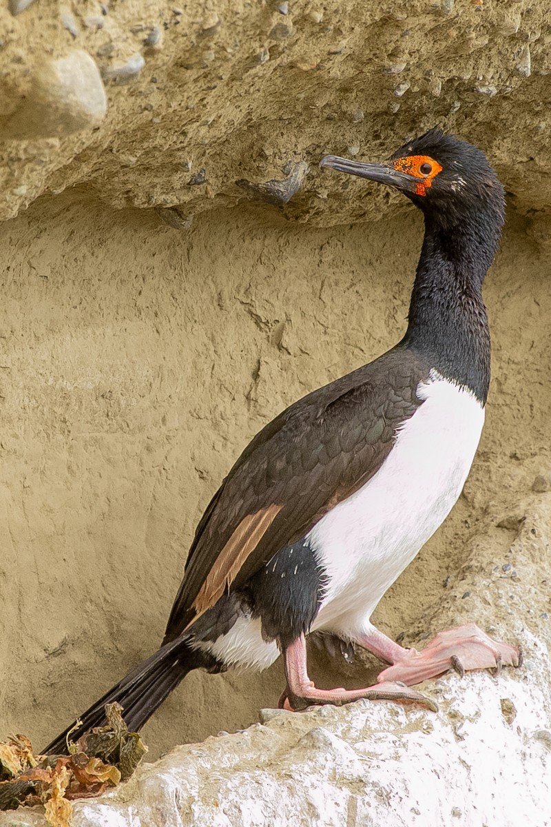 Магелланов баклан - ML623863847