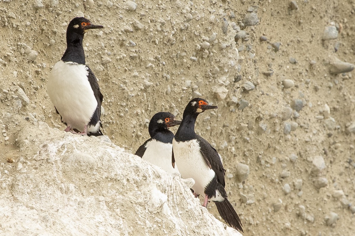Магелланов баклан - ML623863848