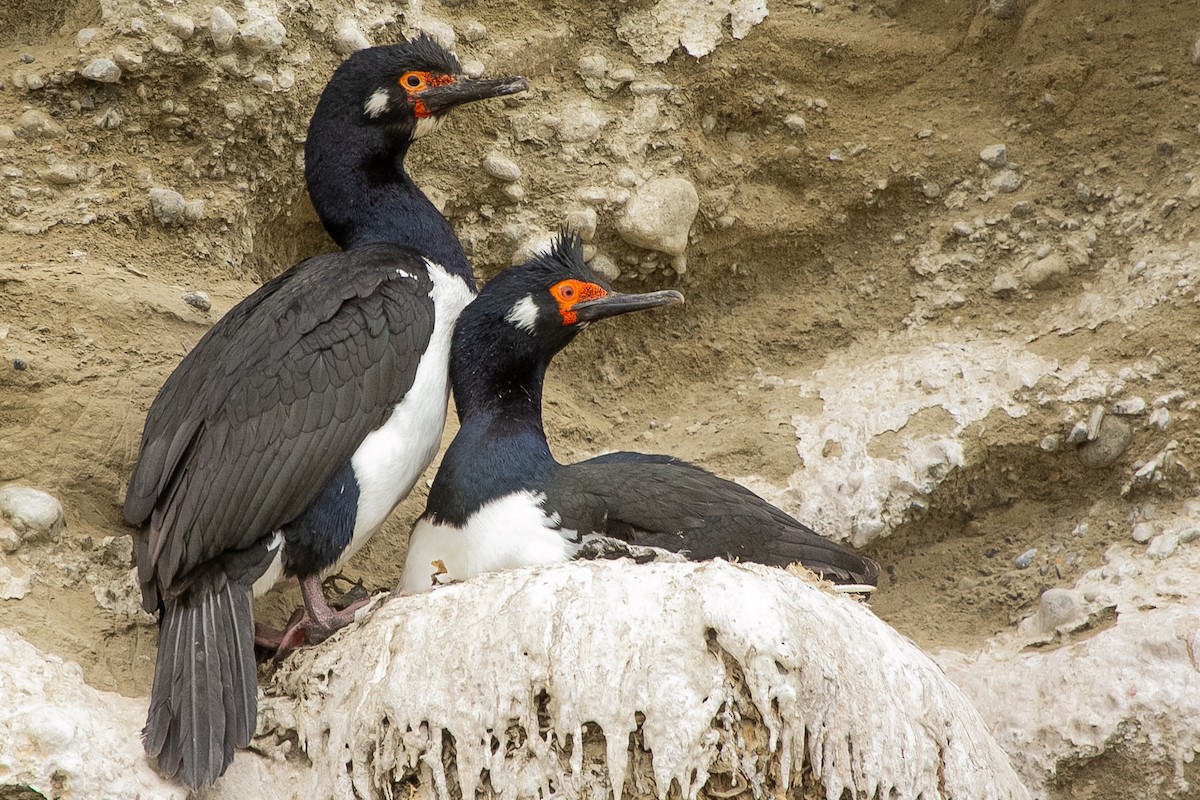 Магелланов баклан - ML623863849