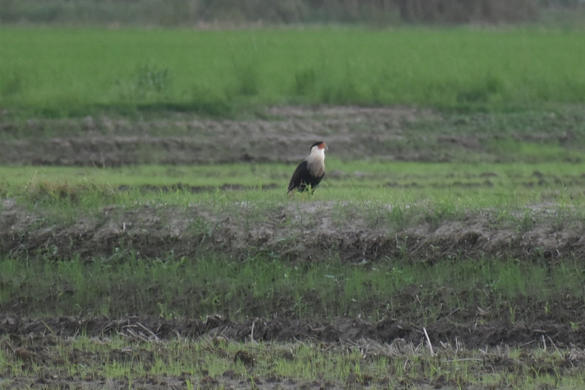 Crested Caracara (Northern) - ML623863918