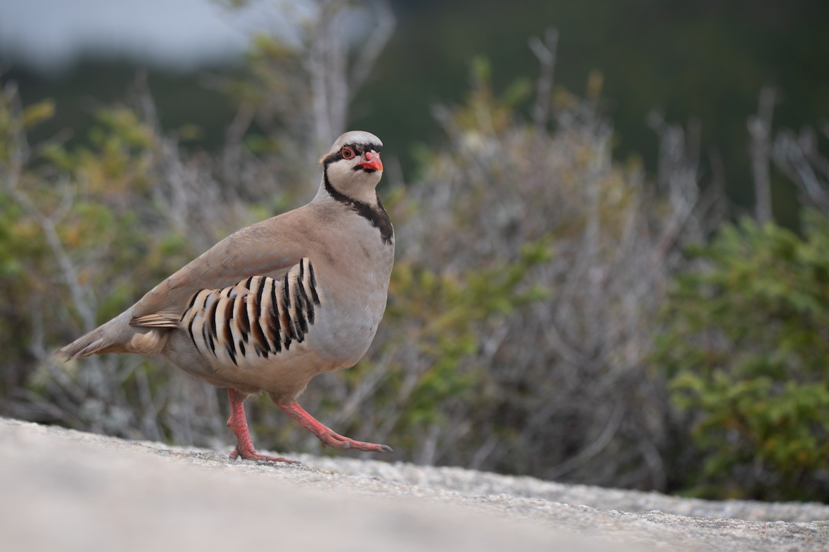 Chukar - ML623863952