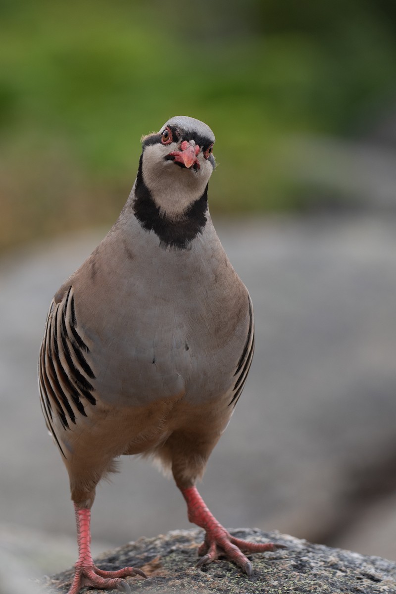 Chukar - ML623863955