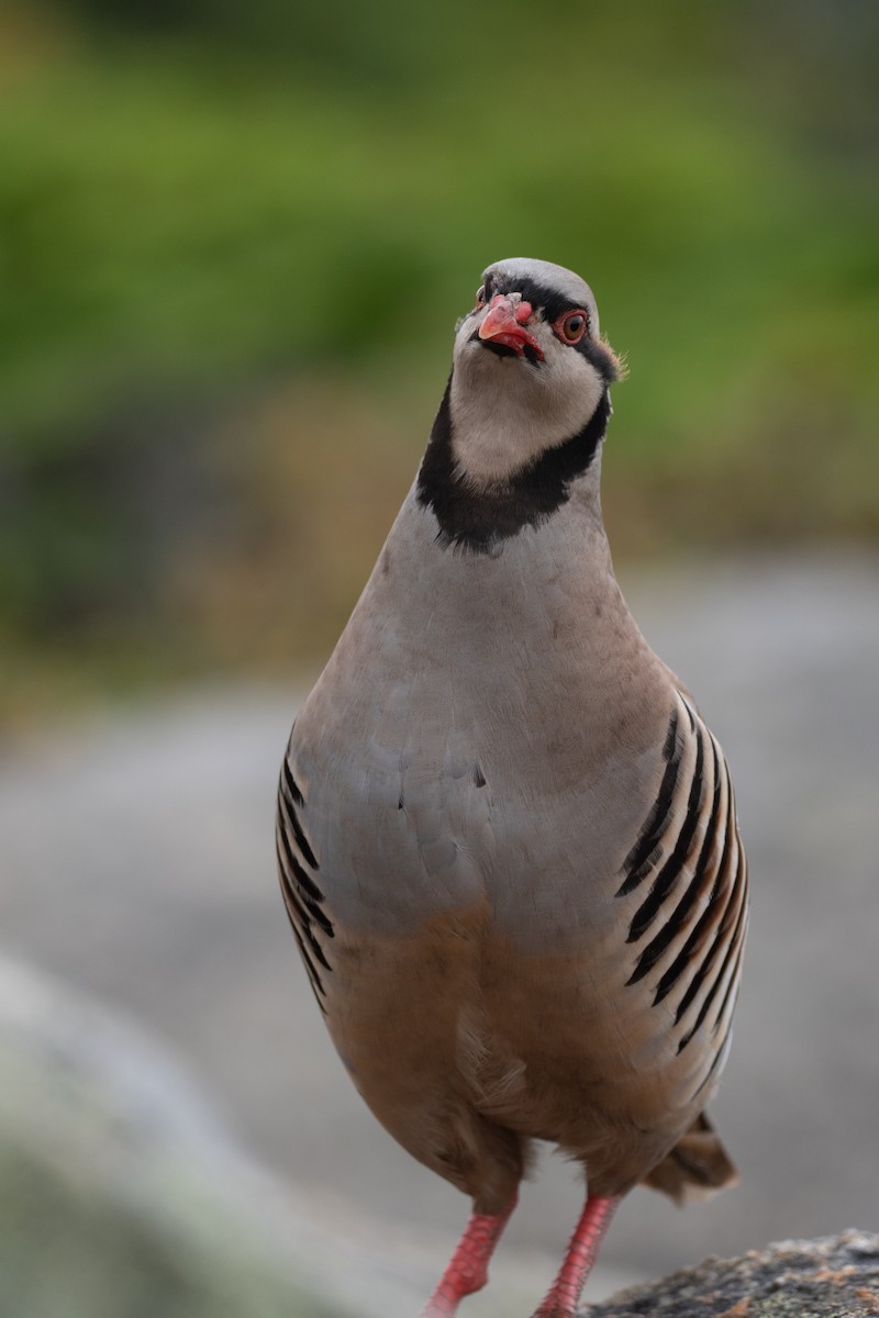 Chukar - ML623863956