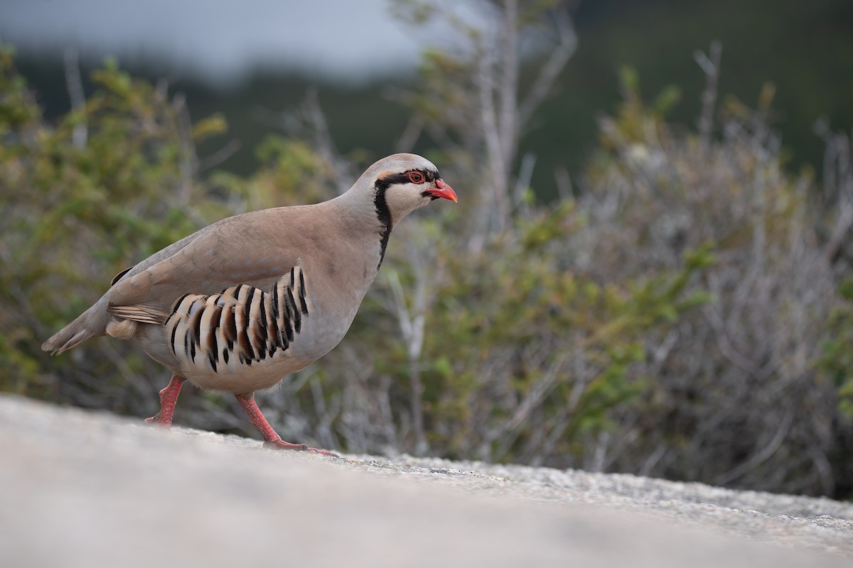 Chukar - ML623863957