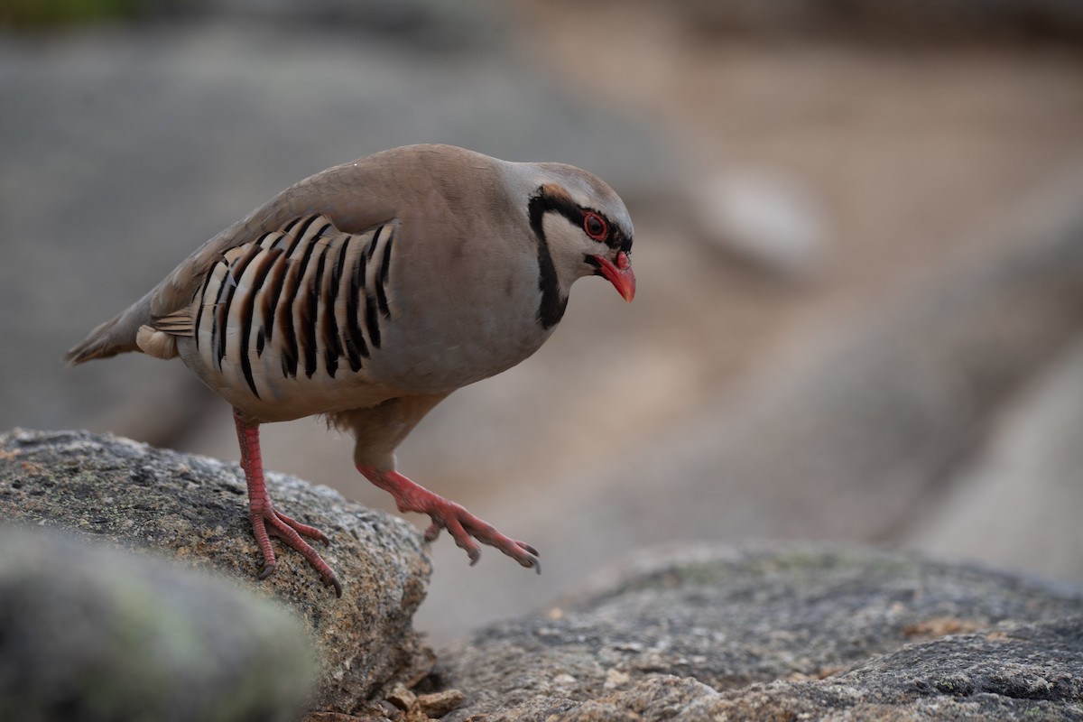 Chukar - ML623863958