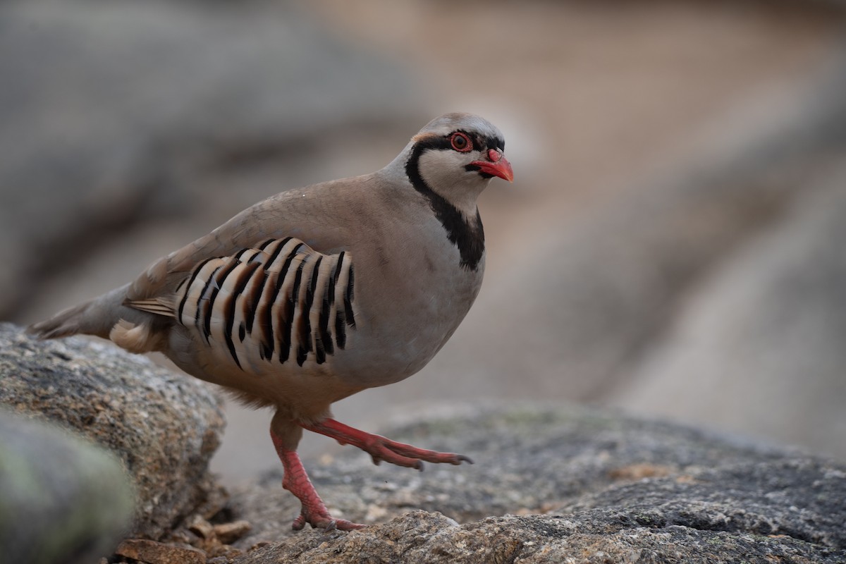 Chukar - ML623863959