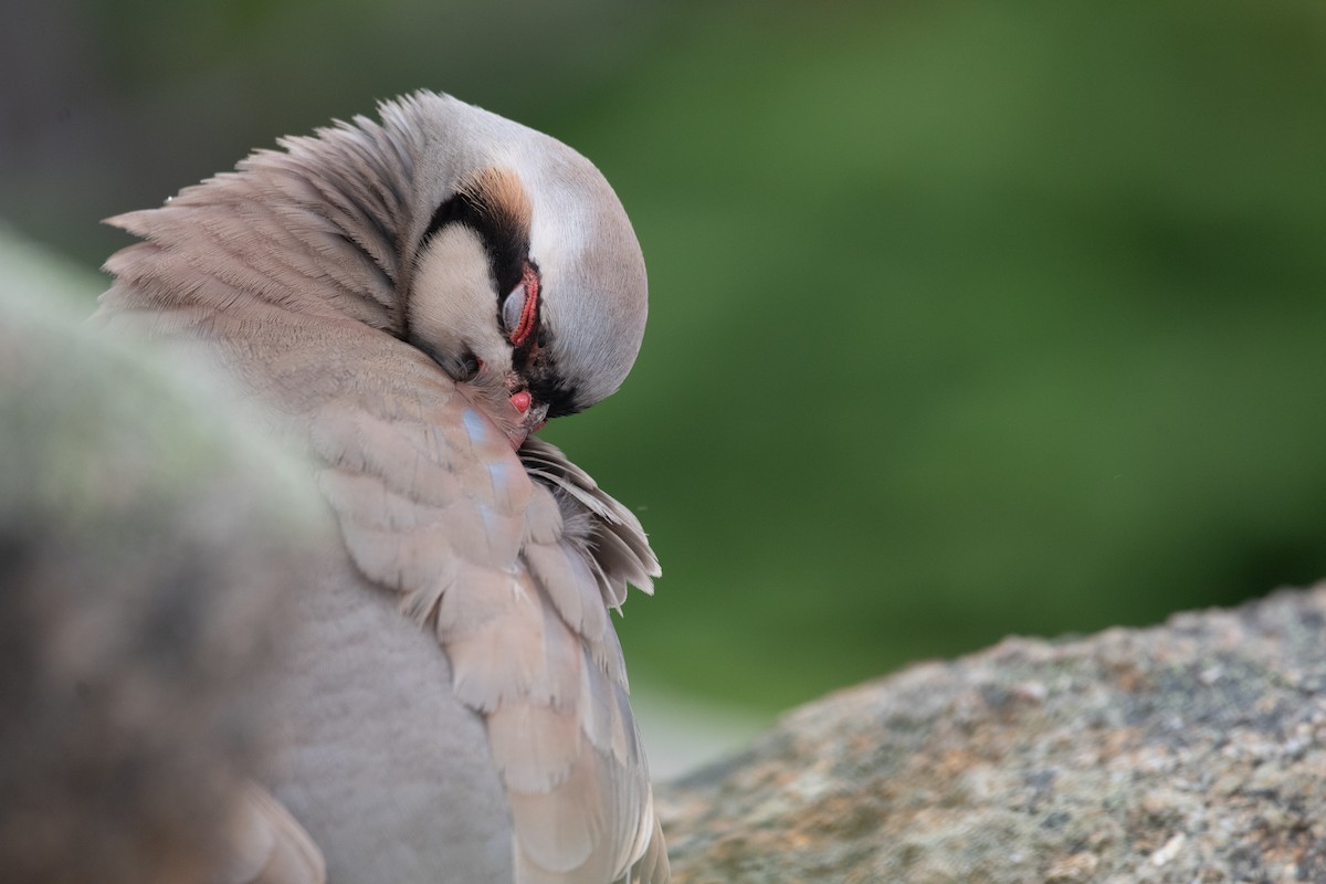 Chukar - ML623863960