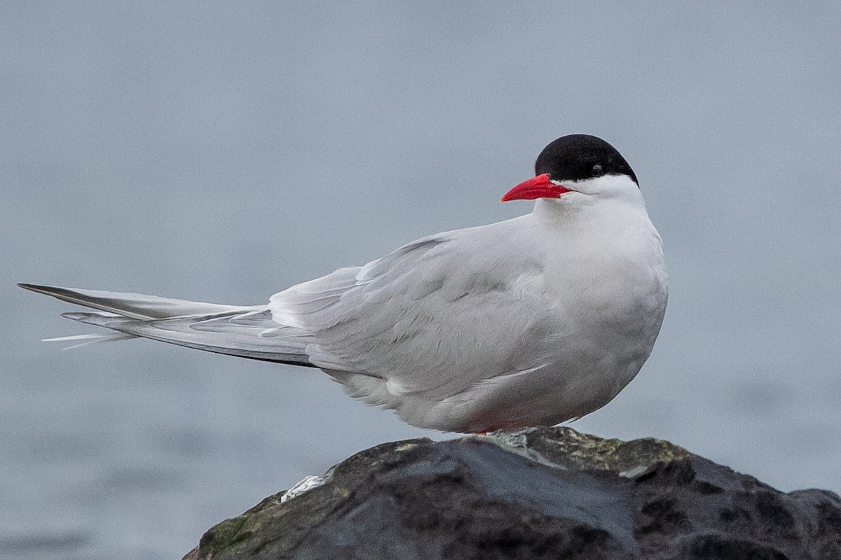 South American Tern - ML623863971