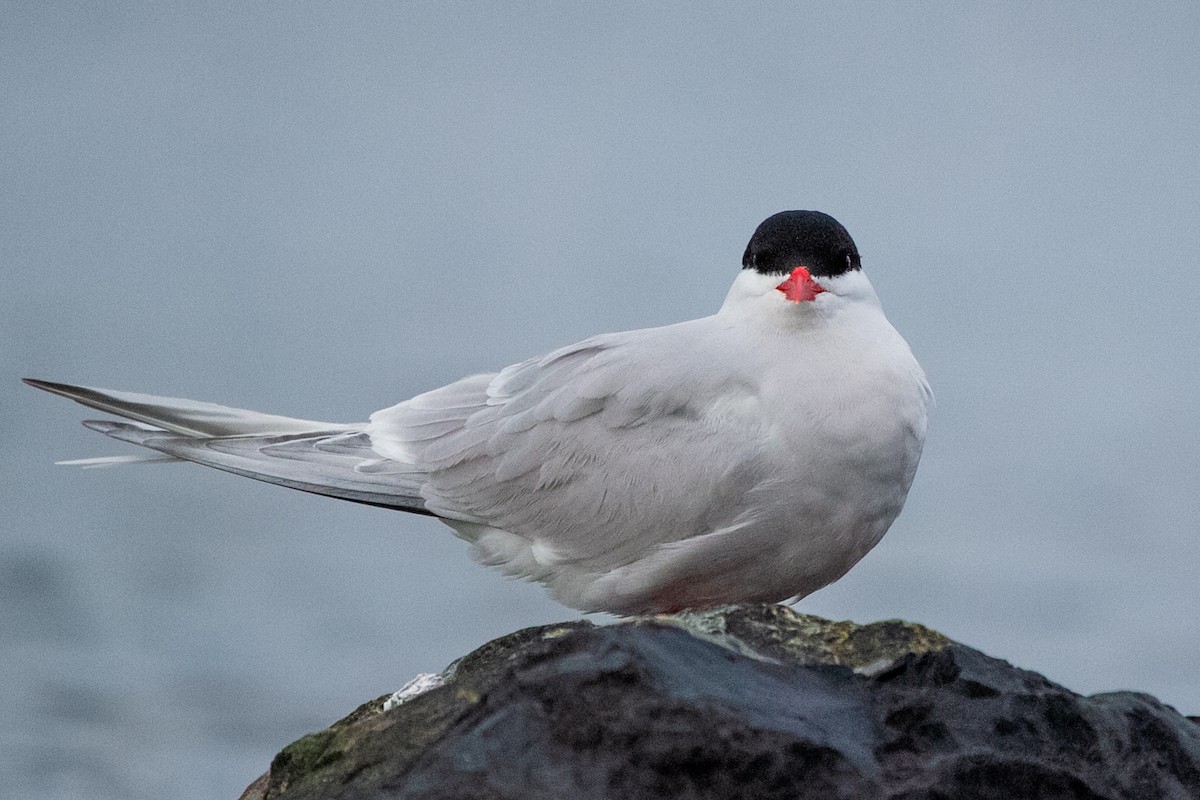 South American Tern - ML623863972