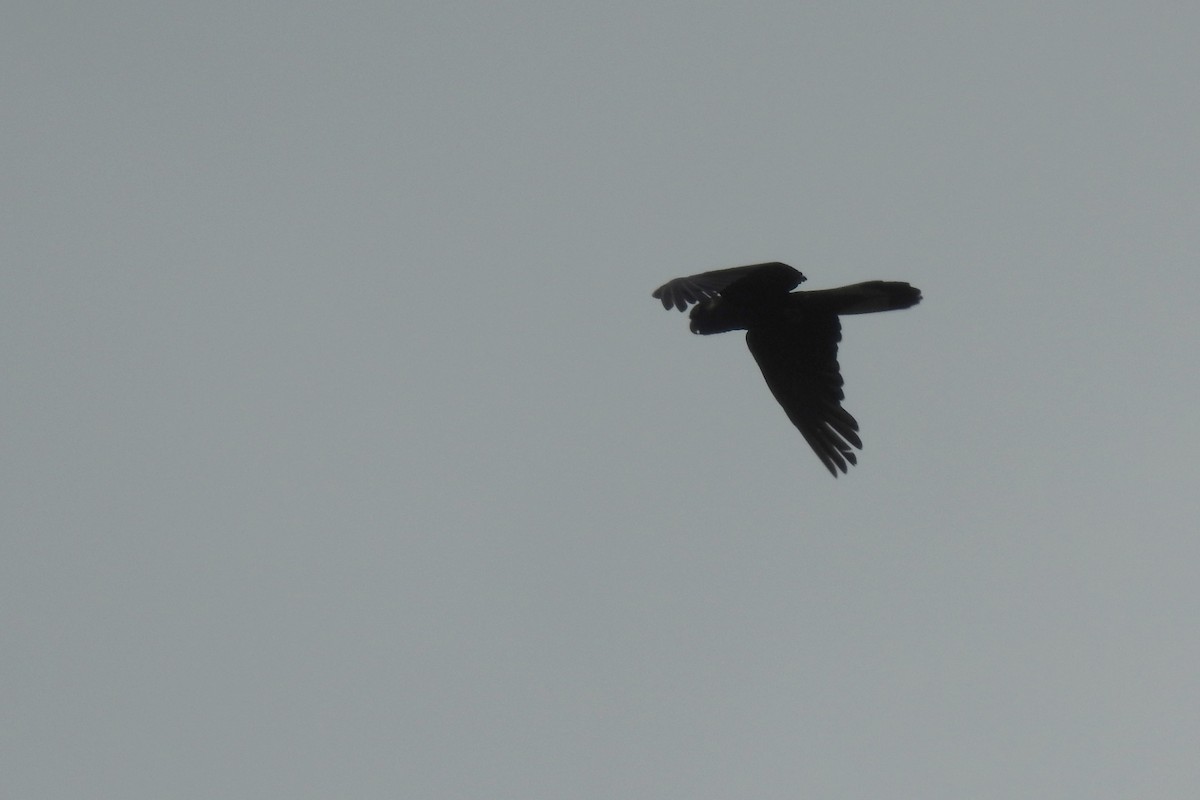 Yellow-tailed Black-Cockatoo - ML623863997