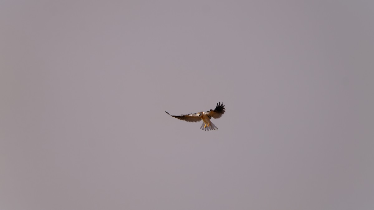 White-tailed Kite - Gaurav Aggarwal