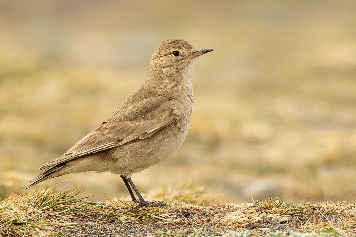 Short-billed Miner - ML623864033