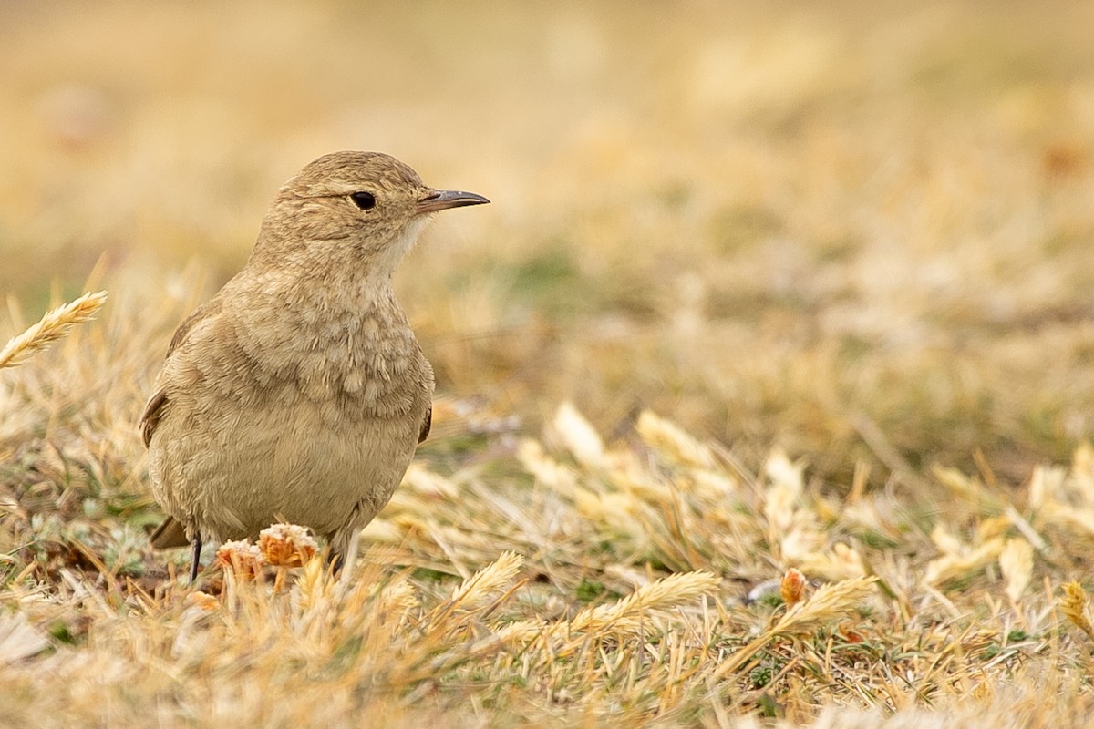 Short-billed Miner - ML623864035