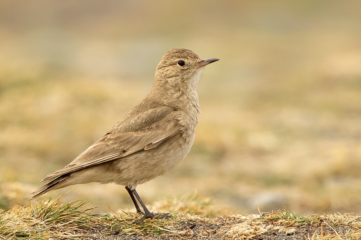 Short-billed Miner - ML623864037