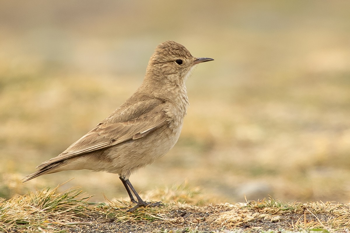 Short-billed Miner - ML623864039