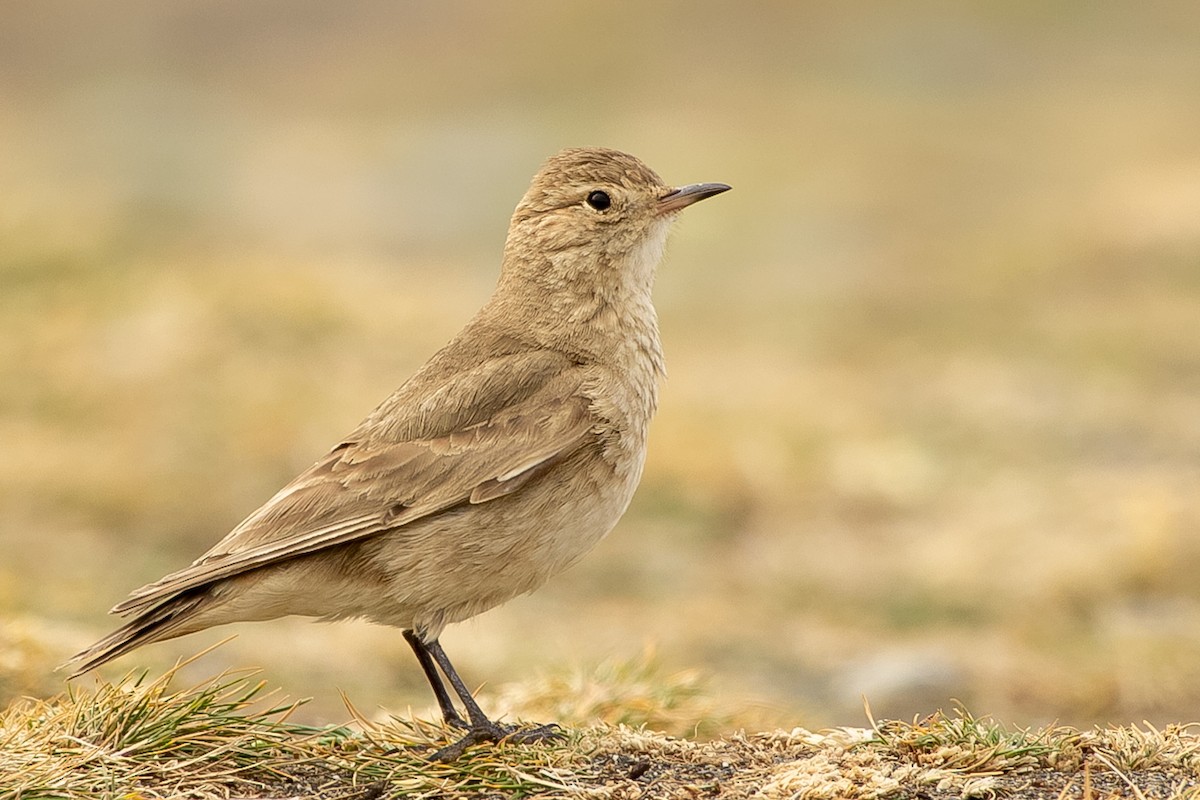 Short-billed Miner - Pablo Andrés Cáceres Contreras