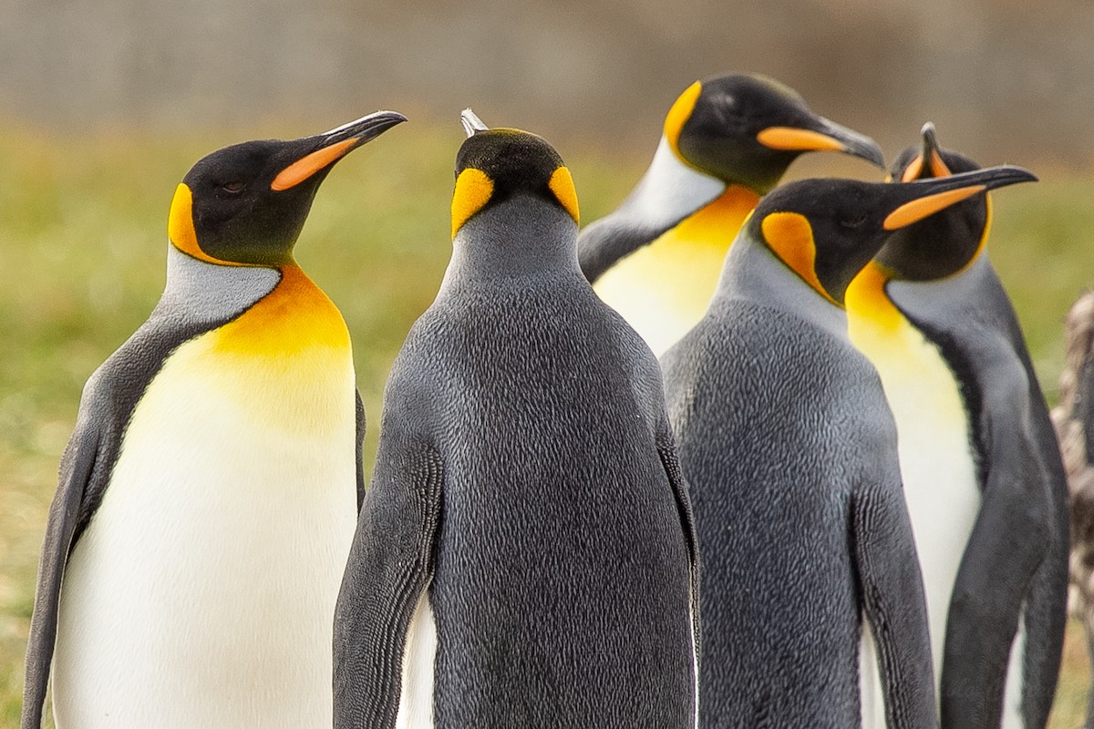 King Penguin - ML623864070