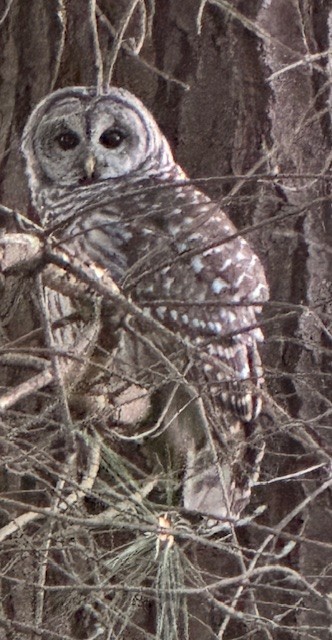 Barred Owl - ML623864075