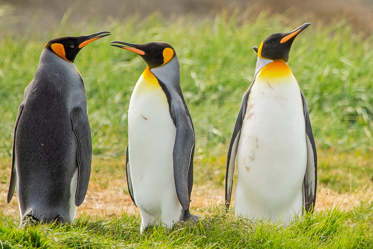 King Penguin - ML623864105